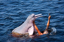 Boy playing and feeding Pink River dolphin / Boto (Inia geoffrensis) Acajatuba Lake, Negro River, Amazonas, Brazil