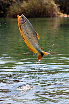 Piraputanga (Brycon hilarii) leaping out of river, Balneario Municipal, Formoso River, Bonito, Mato Grosso do Sul, Brazil