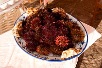 Dish of Sea Urchins in  restaurant, Ischia Island, Italy, Tyrrhenian Sea, Mediterranean