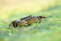 Shore crab (Carcinus maenas) at low tide, Calvados, Normandy, France, July.