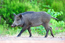 Wild boar (Sus scrofa), l'Esterel Nature Reserve, Var, France, June.