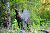 Wild boar (Sus scrofa), l'Esterel Nature Reserve, Var, France, June.