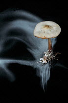 Long exposure of a Butter cap fungus (Collybia butyracea) releasing white spores over twenty four hours, controlled conditions, Surrey, England, UK, December.