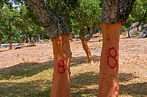 Cork oak (Quercus suber) trees shortly after the harvesting of their bark, the number 8 indicates the year of harvest, Sardinia, Italy, July 2008.