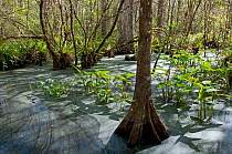 Southern cypress trees (Taxodium distichum) growing in a swamp, with the surface of the water covered in tree pollen, Corkscrew Swamp Sanctuary, Florida, USA.