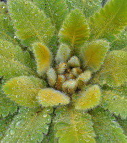 Panicled yellow poppy or Ginger snap (Meconopsis paniculata) covered in dew, England, UK, October.
