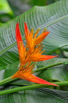 Parrot's flower (Heliconia psittacorum), Cornwall, England, UK, July.