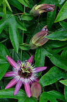 Cultivated garden  Passion flower (Passiflora x violacea), Surrey, England, UK, August.