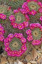 Cacti (Mammillaria varieaculeata) in flower in a botanical garden, native to Mexico, Surrey, England, UK, May.