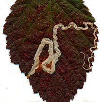 Trail left in a Bramble leaf by the larvae of a Pygmy eyecap moth (Stigmella aurella), scanned on a flatbed scanner, Surrey, England, UK.