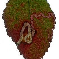 Trail left in a Bramble leaf by the larvae of a Pygmy eyecap moth (Stigmella aurella), scanned on a flatbed scanner, Surrey, England, UK.