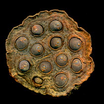 Seed head of an Indian lotus (Nelumbo nucifera), showing seeds, scanned on a flatbed scanner, England, UK.