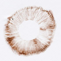 Button mushroom (Agaricus bisporus) brown spore print, Surrey, England, UK.