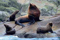 Male Steller sea lion (Eumetopias jubatus) with a group of females hauled out at a rookery, Prince Rupert, British Columbia, Canada, June.