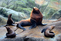 Male Steller sea lion (Eumetopias jubatus) with a group of females hauled out at a rookery, Prince Rupert, British Columbia, Canada, June.
