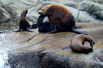 Male Steller sea lion (Eumetopias jubatus) scratching, with a group of females hauled out at a rookery, Prince Rupert, British Columbia, Canada, June.