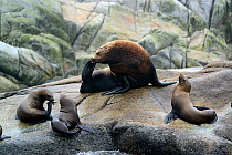 Male Steller sea lion (Eumetopias jubatus) scratching, with a group of females hauled out at a rookery, Prince Rupert, British Columbia, Canada, June.