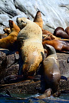 Male and female Steller sea lions (Eumetopias jubatus) climbing out of the sea to join a group hauled out on a rock, Prince Rupert, British Columbia, Canada, June.