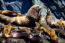 Male Steller sea lion (Eumetopias jubatus) with a group of females and pups hauled out at a rookery, Prince Rupert, British Columbia, Canada, June.