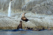 Group of Steller sea lions (Eumetopias jubatus) in the sea, with an isolated pup hauled out on a rock, Prince Rupert, British Columbia, Canada, June.