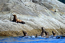 Group of Steller sea lions (Eumetopias jubatus) in the sea looking at an isolated pup hauled out on a rock, Prince Rupert, British Columbia, Canada, June.