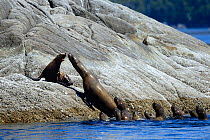Female Steller sea lion (Eumetopias jubatus) leaning towards an isolated pup hauled out on a rock, with a group of females and juveniles in the sea, Prince Rupert, British Columbia, Canada, June.