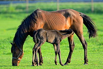 Five day old purebred Andalusian foal (Equus caballus) suckling from mare, Alsace, France, May.