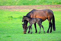 Purebred Andalusian mare (Equus caballus) with five day old foal in a field, Alsace, France, May.
