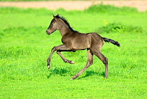 Five day old purebred Andalusian foal (Equus caballus) playing in a field, Alsace, France, May.