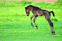 Five day old purebred Andalusian foal (Equus caballus) playing in a field, Alsace, France, May.