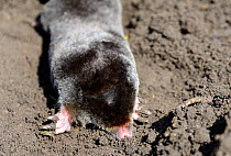 European mole (Talpa europaea) on the surface digging back into the ground, Alsace, France, September.
