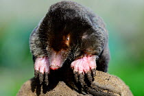 European mole (Talpa europaea) at the surface, Alsace, France, September.