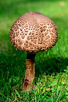 Parasol mushroom (Macrolepiota procera) growing in a field, Alsace, France, September.