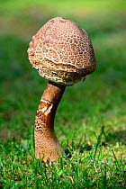 Parasol mushroom (Macrolepiota procera) growing in a field, Alsace, France, September.