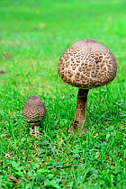 Two Parasol mushrooms (Macrolepiota procera) growing in a field, Alsace, France, September.