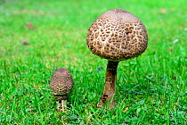 Two Parasol mushrooms (Macrolepiota procera) growing in a field, Alsace, France, September.