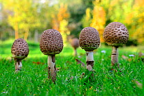 Five Parasol mushrooms (Macrolepiota procera) growing in a field, Alsace, France, September.