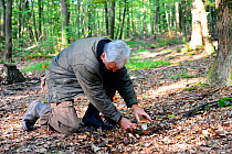 Man using a knife to harvest a Cep (Boletus edulis) growing on forest floor, Alsace, France, October.