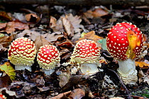 Four Fly agaric fungi (Amanita muscaria) growing on forest floor, Alsace, France, October.
