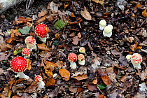 Group of Fly agaric fungi (Amanita muscaria) growing on forest floor, Alsace, France, October.