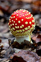 Fly agaric fungus (Amanita muscaria) growing on forest floor, Alsace, France, October.