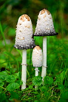 Three Shaggy ink cap fungi (Coprinus comatus) growing in a field, Alsace, France, October.