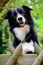Border collie (Canis familiaris) standing behind a wooden fence, Alsace, France, September.