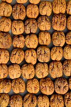 Harvest of Common walnuts (Juglans regia), Alsace, France, September.