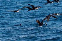Magnificent frigatebird (Fregata magnificens) catching Sardine (Sardinella aurita) out of a bait ball, with juveniles (with white heads in flight nearby) and approaching Atlantic sailfish (Istiophorus...