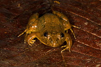 Black-backed Frog (Leptodactylus melanonotus) on leaf litter, Northern Costa Rica, Central America