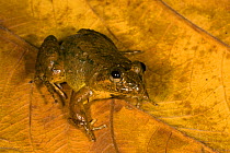 Black-backed Frog (Leptodactylus melanonotus) on leaf litter, Northern Costa Rica, Central America