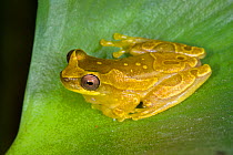 Banana Frog (Dendropsophus ebraccatus) on leaf, Osa Peninsula, Costa Rica