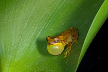Banana Frog (Dendropsophus ebraccatus) calling on leaf, Osa Peninsula, Costa Rica