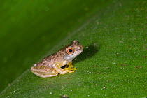 Banana Frog (Dendropsophus ebraccatus) young froglet. Osa Peninsula, Costa Rica